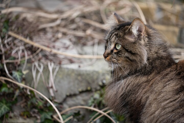 Obraz premium fluffy cat in the bosom of nature