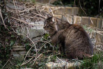 fluffy cat in the bosom of nature