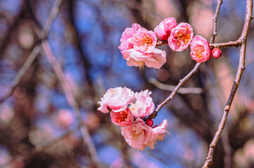 運動公園　梅の花2ｰ74