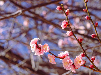 運動公園　梅の花2ｰ73