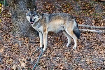 Obraz premium Wild wolf standing in autumn leaves near a tree in a forest habitat
