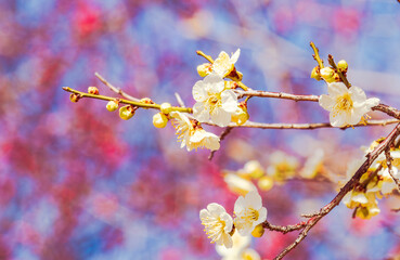 運動公園　梅の花2ｰ56