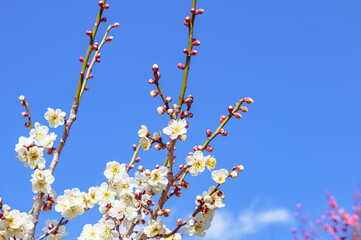 運動公園　梅の花2ｰ51