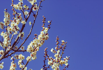 運動公園　梅の花2ｰ50