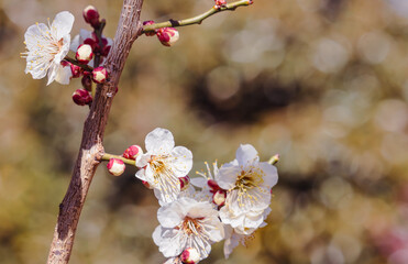 運動公園　梅の花2ｰ45