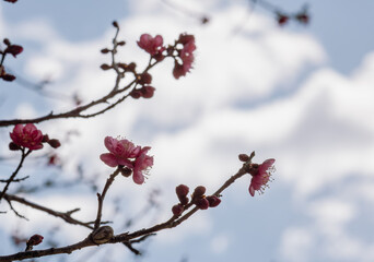 運動公園　梅の花2ｰ40