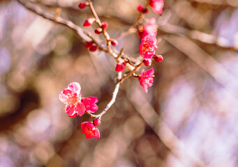 運動公園　梅の花2ｰ28