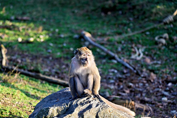Leader of the pack. Mal boss cynomolgus monkey, Macaca fascicularis
