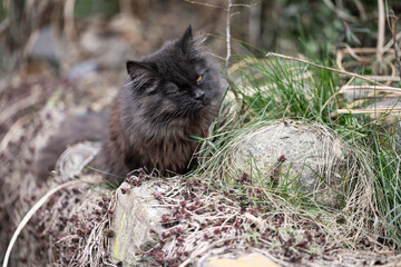 fluffy cat in the bosom of nature