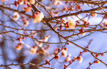 運動公園　梅の花2ｰ9