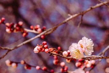 運動公園　梅の花2ｰ14
