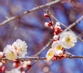 運動公園　梅の花2ｰ10