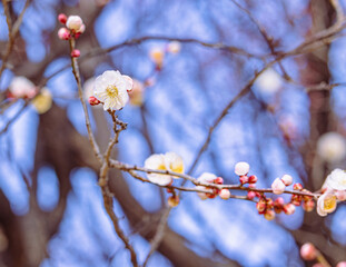 運動公園　梅の花2ｰ4