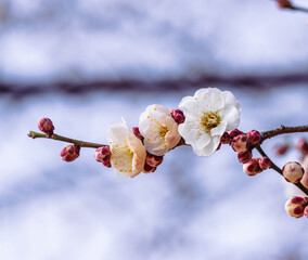 運動公園　梅の花2ｰ3