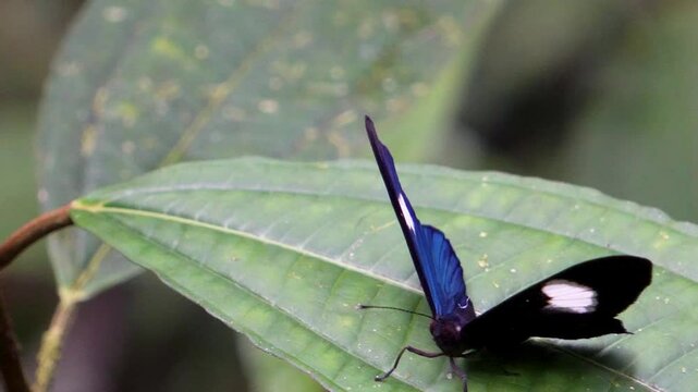 Tropical blue butterfly resting on green leaf.