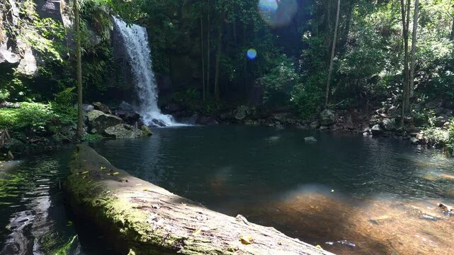 Scenic landscape of Curtis Falls plunges over basalt columns into a large rock pool, nestled within the scenic Mount Tamborine National Park, Queensland, Australia.