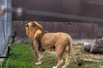 Lion observes surroundings in a natural habitat at the city zoo during daytime