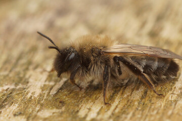 Closeup on a female Nycthemeral miner mining bee, Andrena nycthemera