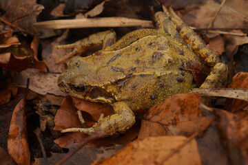 Camouflaged frog rests among the autumn leaves, blending seamlessly into its natural woodland environment.