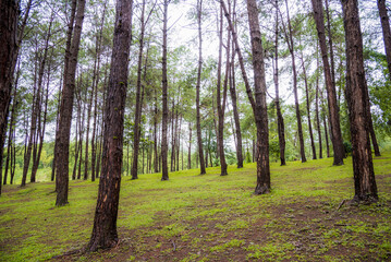 Fototapeta premium The Nature City Of North, beautiful Viewpoint pang oung Mae Hong Son, Thailand.