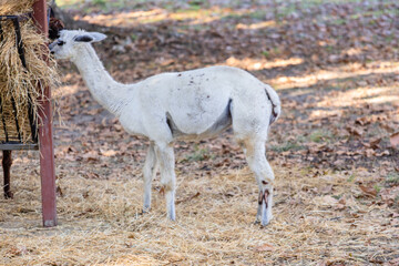 A group of llamas stands together in a grassy pasture, their woolly coats thick and warm.