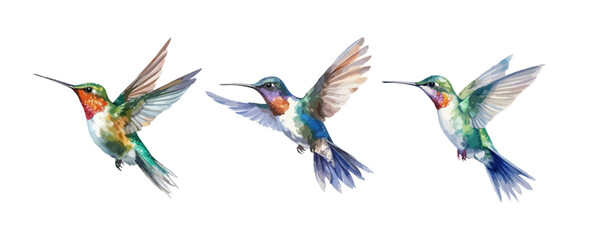 Fototapeta premium Set of hummingbird watercolor isolated on white background. Vector illustration