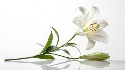 White lily flower with stem on white background