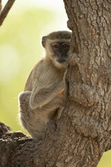 Vervet monkey sits watching camera in tree