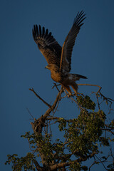 Tawny eagle takes off from leafy treetop