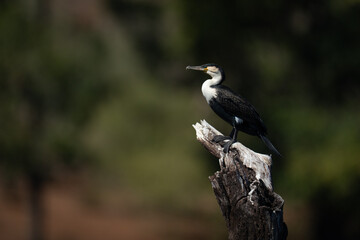 White-breasted cormorant on dead tree in profile