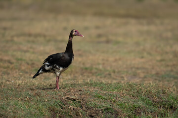 Spur-winged goose on short grass with catchlight