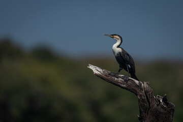 White-breasted cormorant on tree stump in profile