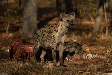 Spotted hyena stands in wood by carcase