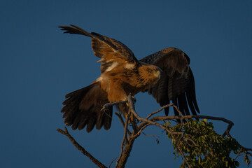 Tawny eagle flaps wings on leafy treetop