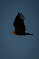 Tawny eagle lifts wings crossing blue sky