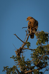 Tawny eagle looks down from leafy treetop