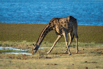 Southern giraffe stands stooping to drink water