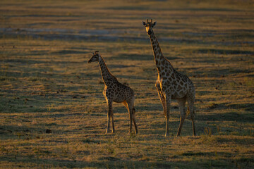 Southern giraffes stand on floodplain at sunset