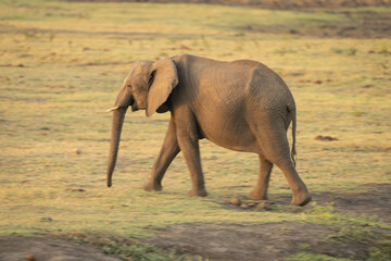 Obraz premium Slow pan of African elephant crossing floodplain