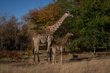 Southern giraffe stands with mother near trees