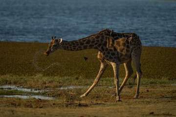 Southern giraffe stands spilling stream of water