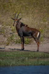 Roan antelope stands turning head on riverbank