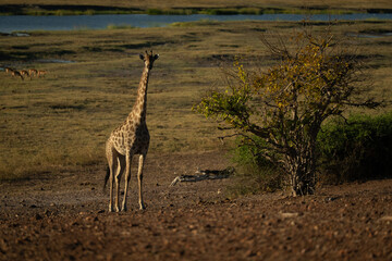 Southern giraffe stands watching camera beside bush