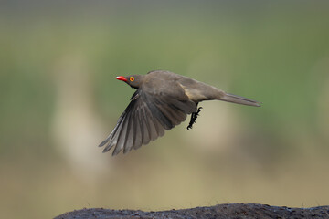 Red-billed oxpecker flies over Cape buffalo back