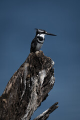 Pied kingfisher with catchlight on tree stump