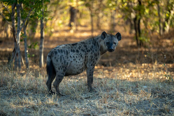 Pregnant female spotted hyena stands in wood