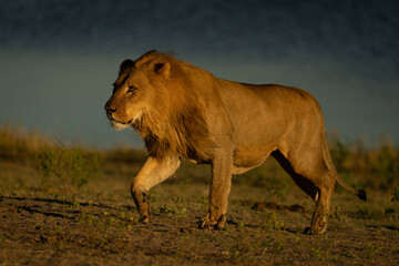 Male lion with catchlight walks along riverbank