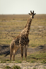 Male southern giraffe stands staring at camera