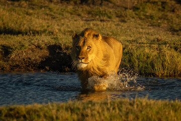Male lion with catchlight splashes across stream
