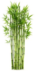 Fototapeta premium Green bamboo with leaves isolated on white background with clipping path and full depth of field 